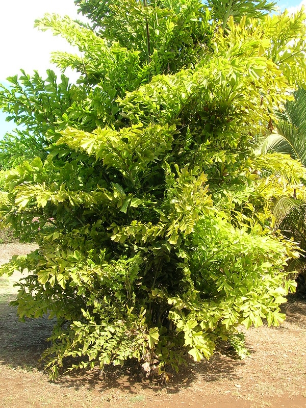 Clustering palm with dense foliage of bipinnate leaves.
