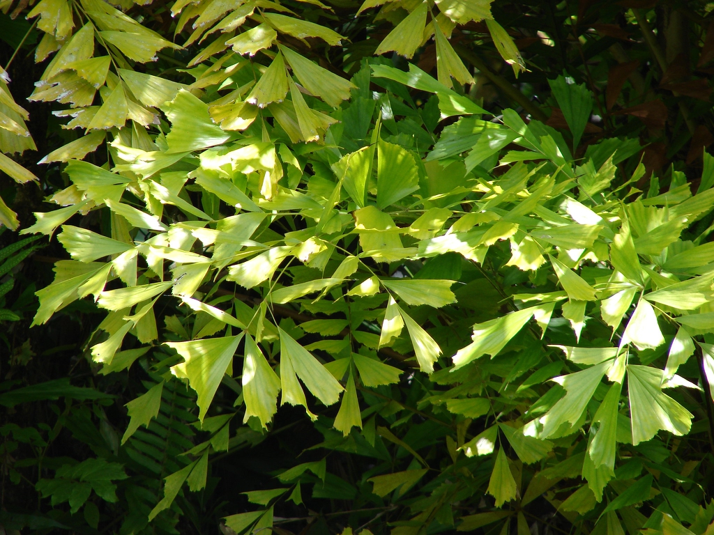 Leaves