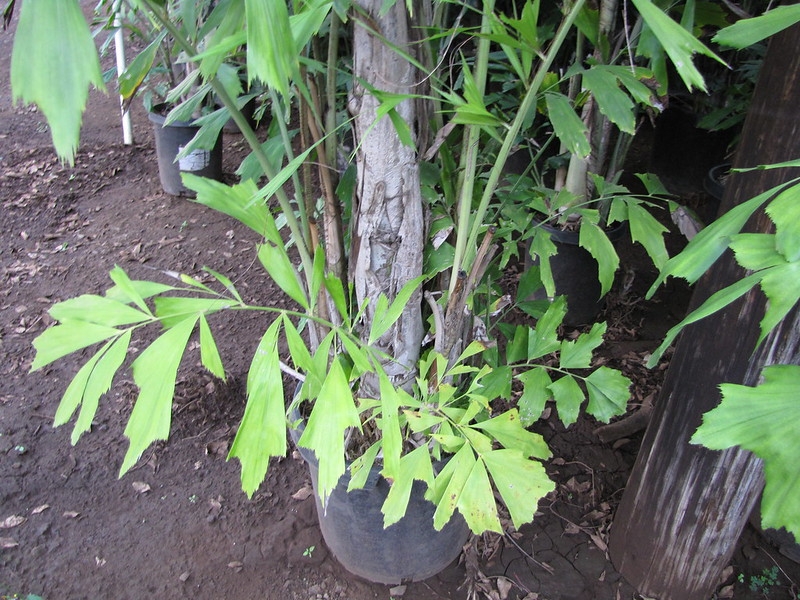 Potted clustering palm with fishtail-shaped leaflets.