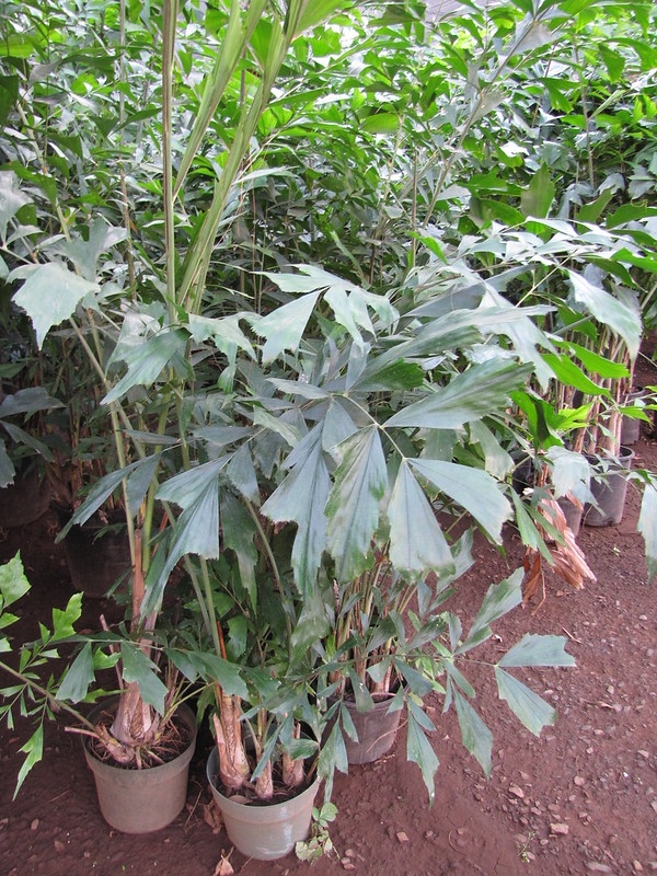 Potted clustering palm with fishtail-shaped leaflets.