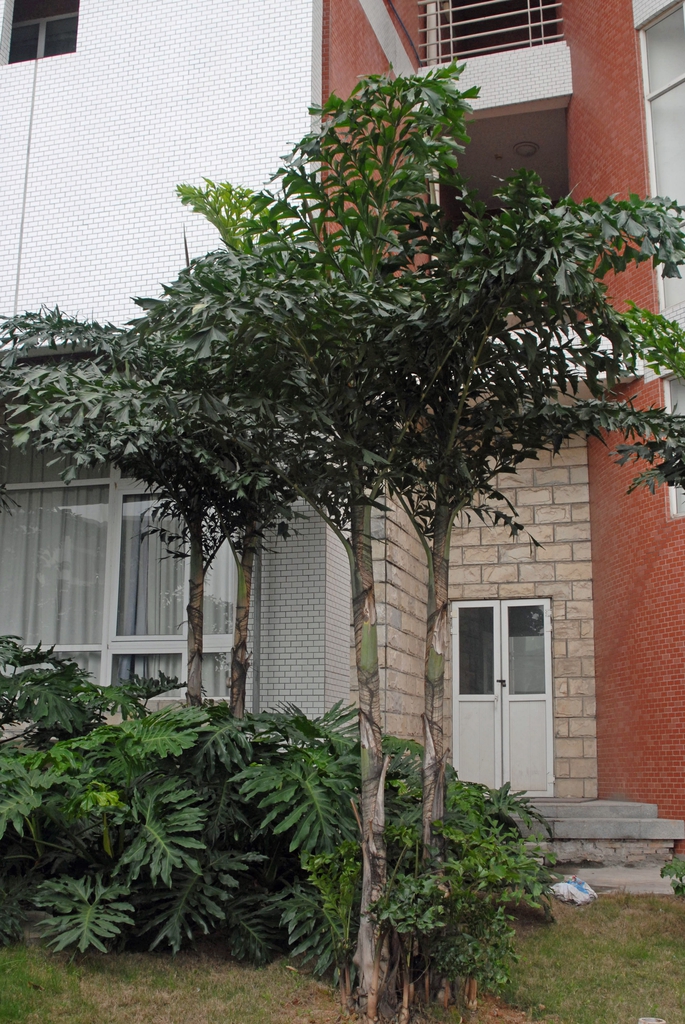 Caryota mitis