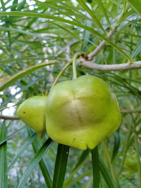 Cascabela thevetia