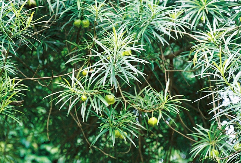 Shrub with very narrow, liner leaves and large green fruits.