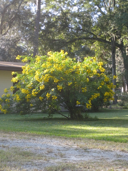 Cassia bicapsularis