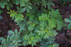 Cassia bicapsularis