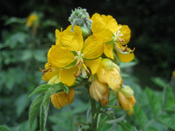 Cassia Occidentalis