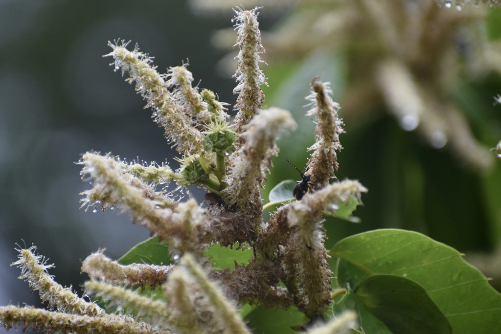 Mollissa female and male flowers (Halifax County, NC)