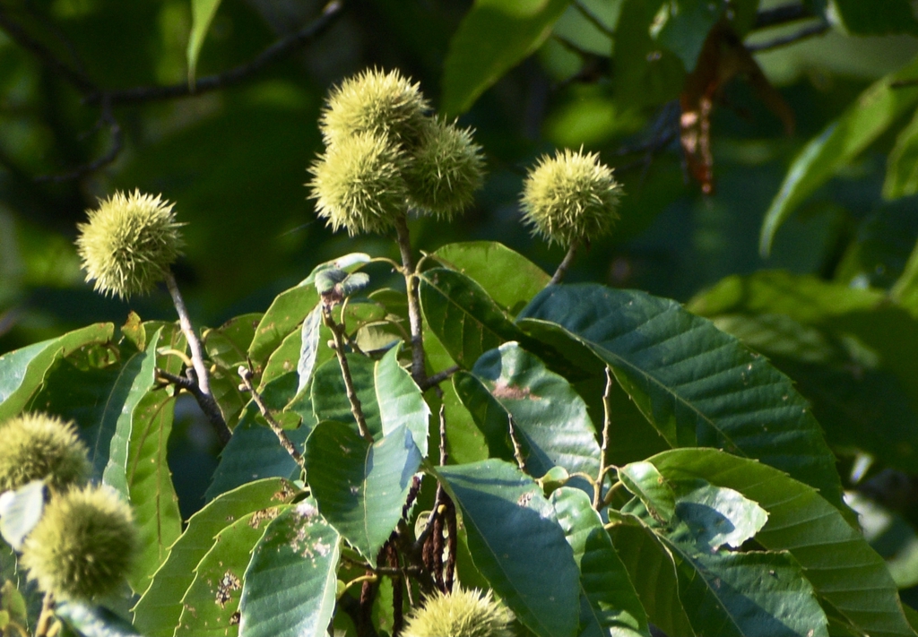 Spiny Pods - Summer - Halifax Co., NC