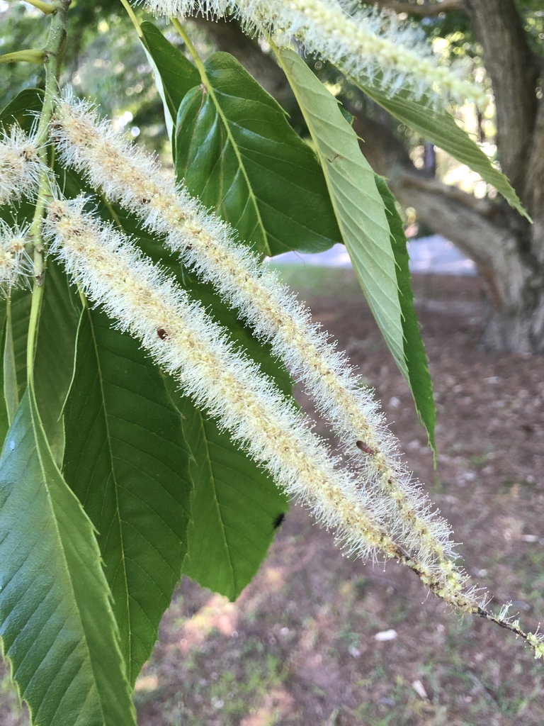 Castanea mollissima