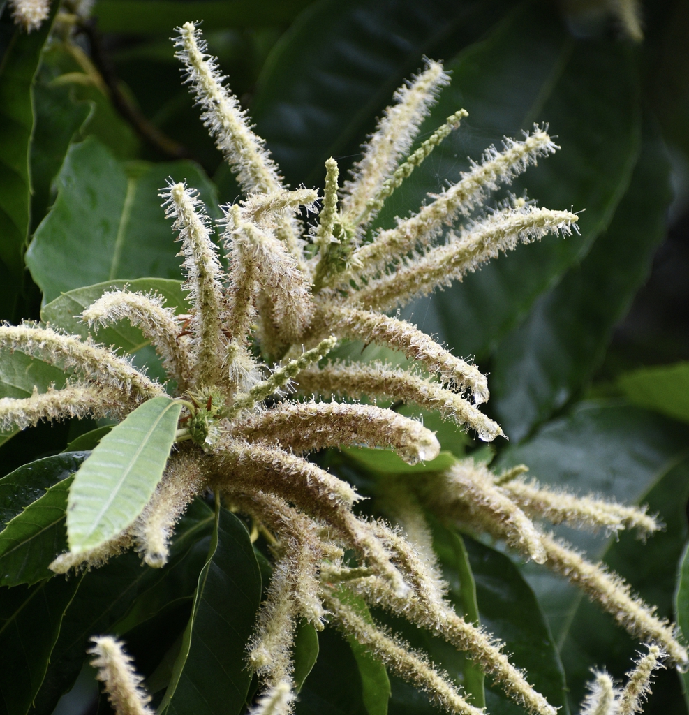 Chinese Chestnut Catkins - Male Flowers (Halifax County, NC)