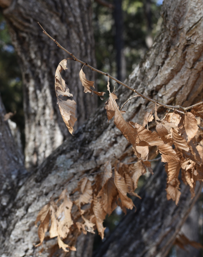 Castanea mollissima