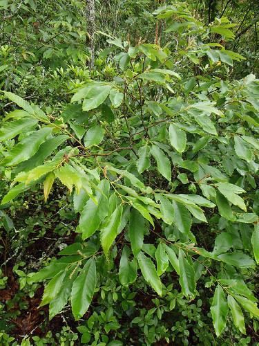 Castanea pumila