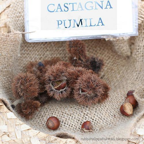 Castanea pumila