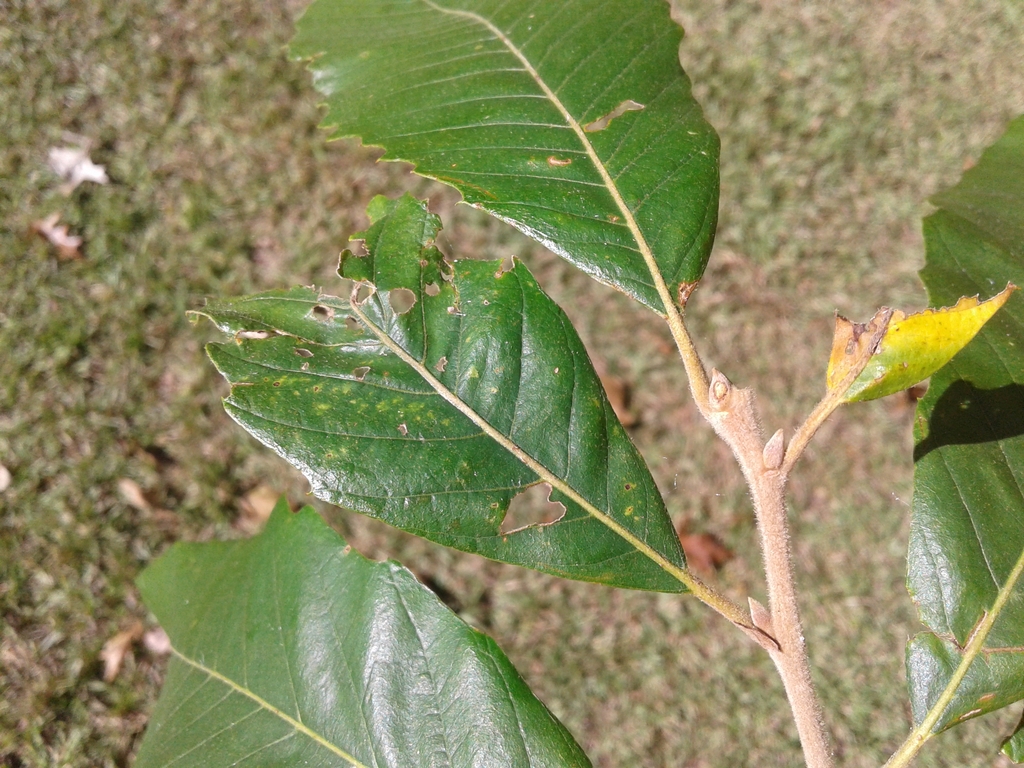 Leafy shoot showing alternate leaves and fuzzy twigs.