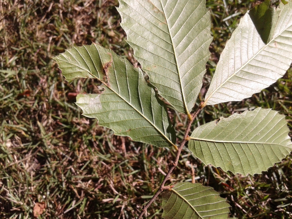 Leaf undersides with strong, parallel secondary veins