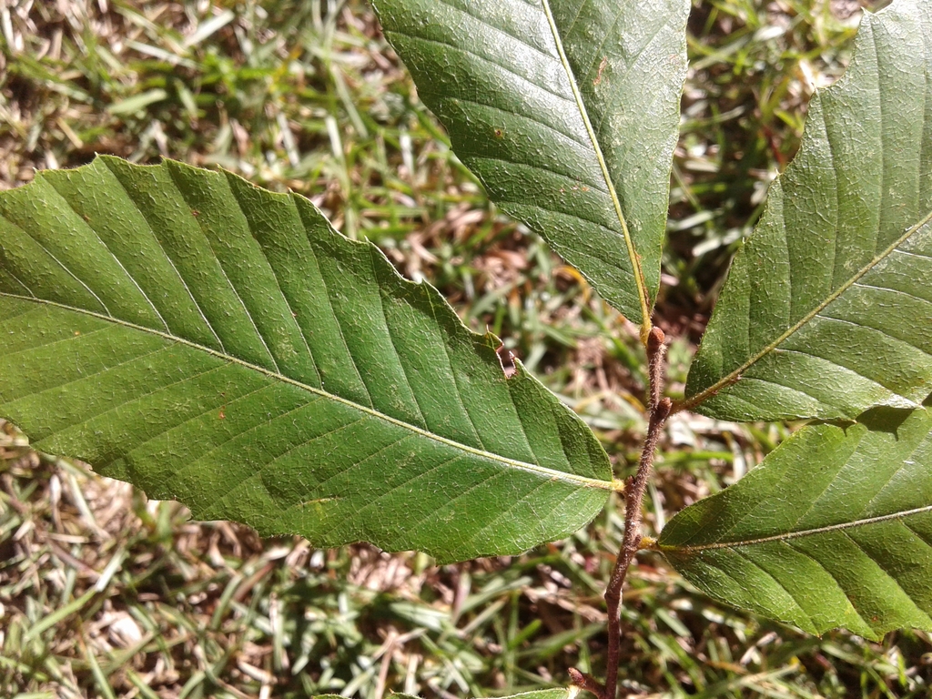 Leafy shoot showing alternate leaves and fuzzy twigs.