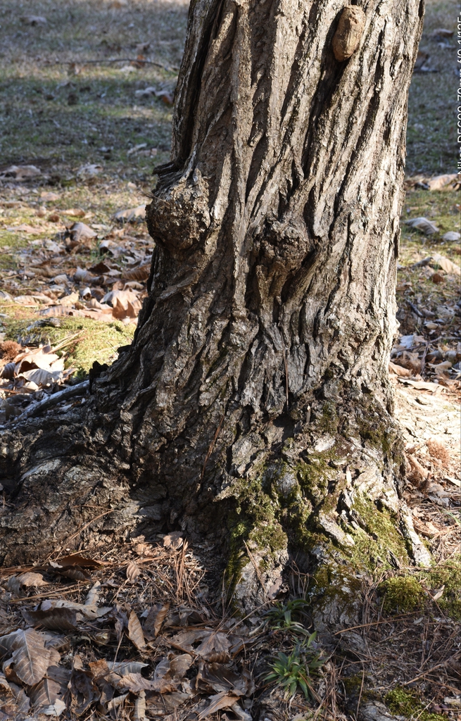 Castanea mollissima