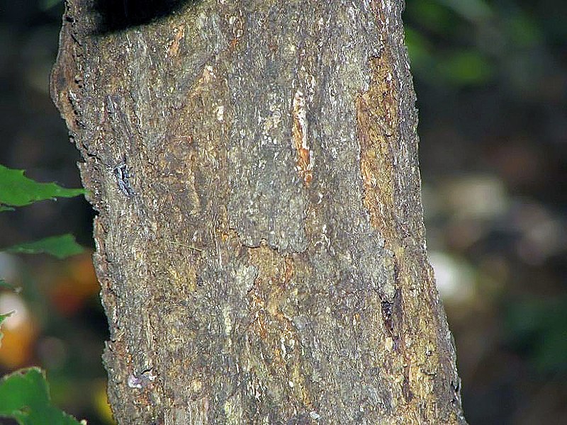 Castanea dentata