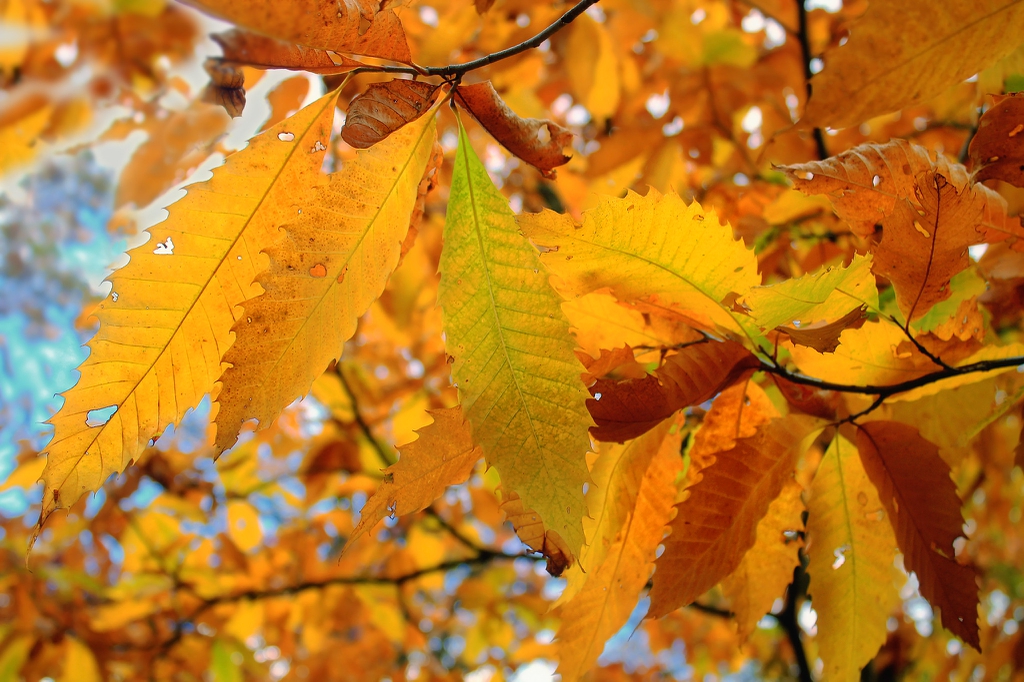 Fall color
