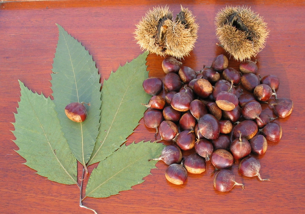Leaves, burr, and nuts