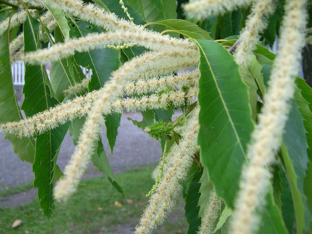 Male catkin