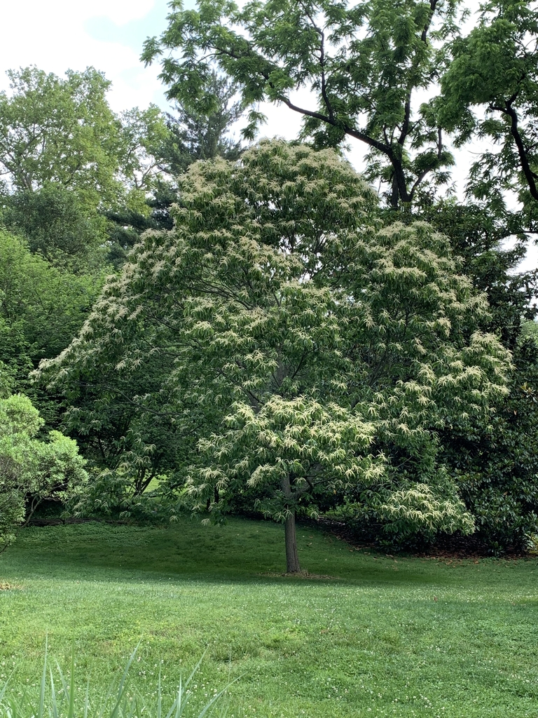 Castanea henryi