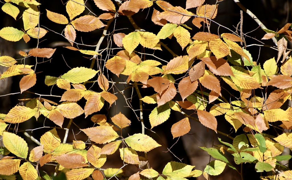 Castanea mollissima