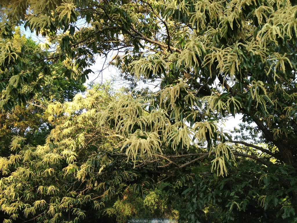 Castanea mollissima