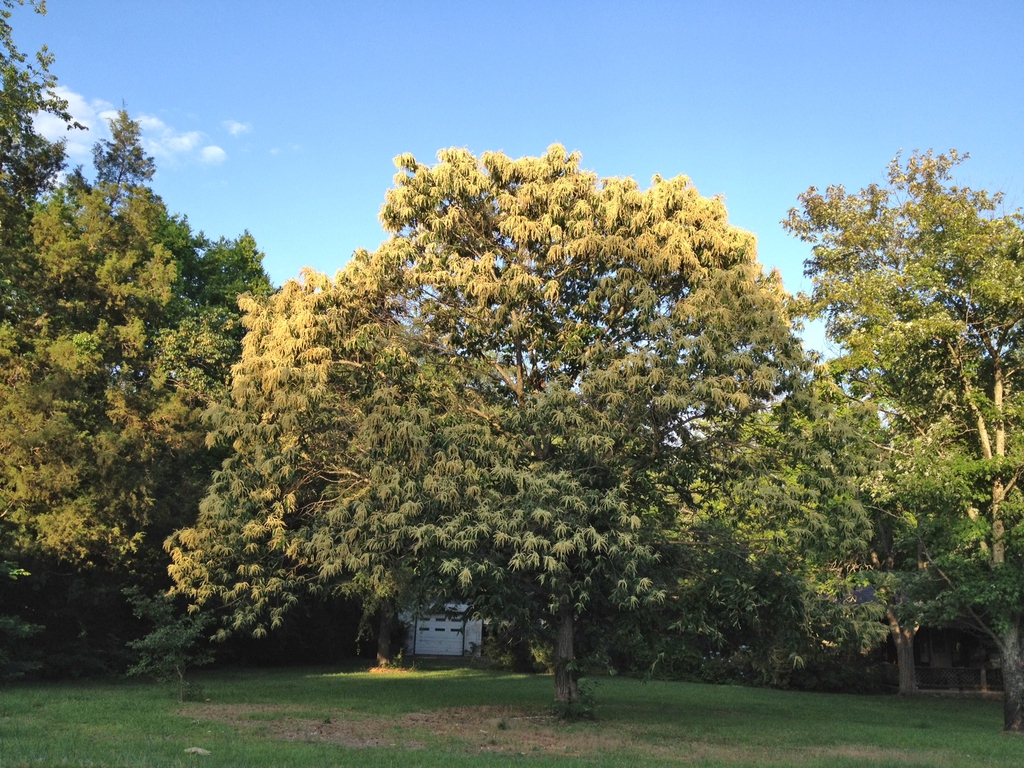 Castanea mollissima