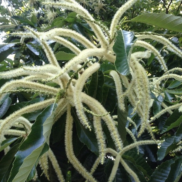 Castanea mollissima
