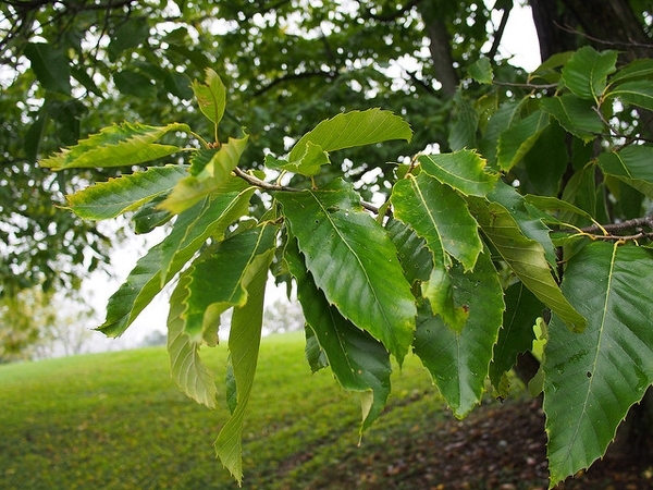 Castanea mollissima