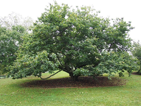 Castanea mollissima