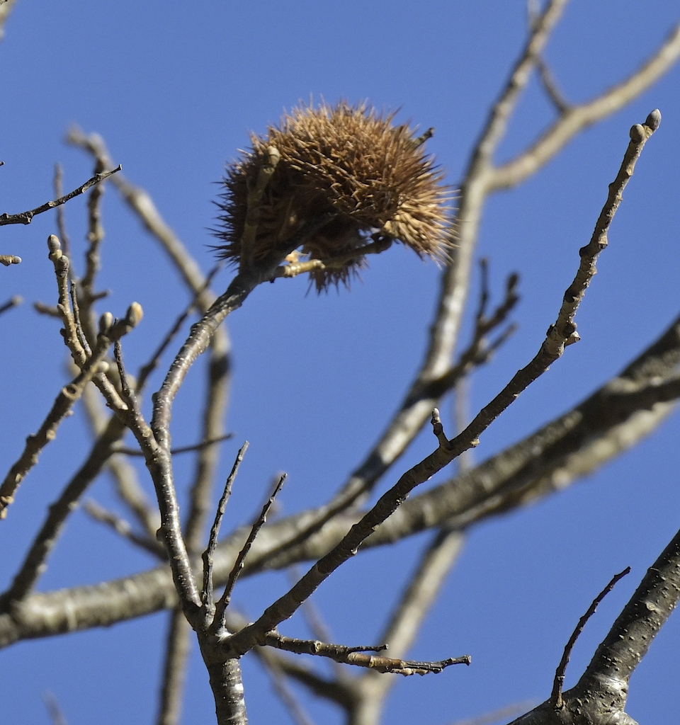 Spiky brown outer husk in Winter protecting nuts