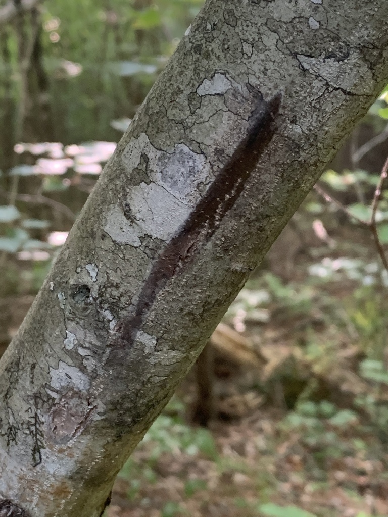 Bark
