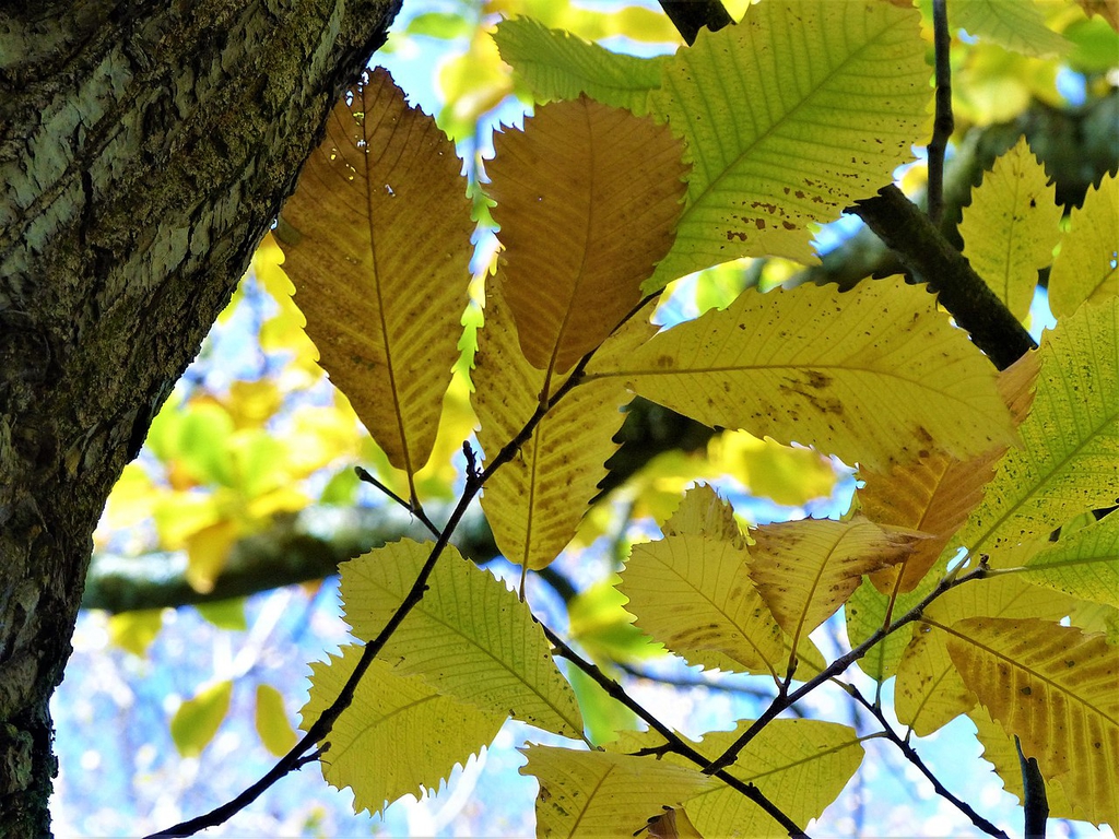Fall color