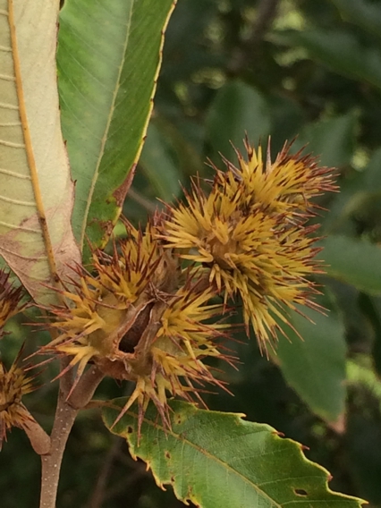 Mature fruit