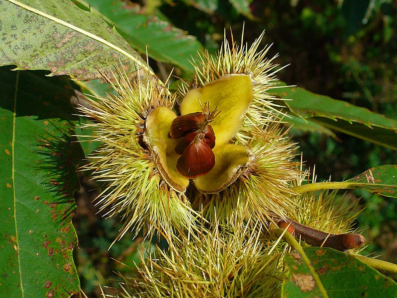 Castanea sativa