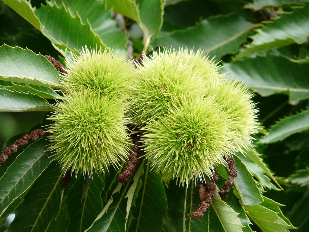Castanea sativa