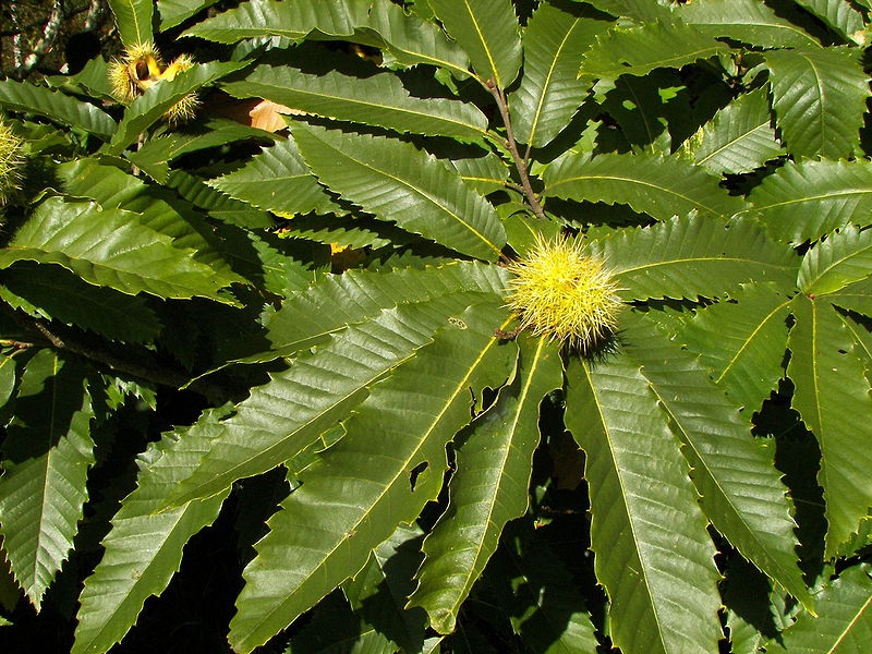 Castanea sativa