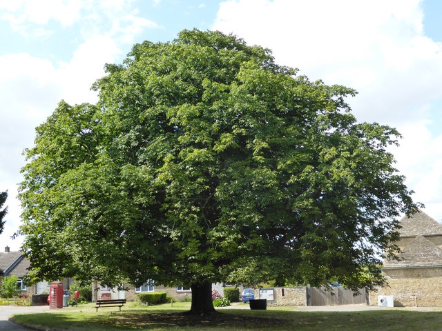 Castanea sativa