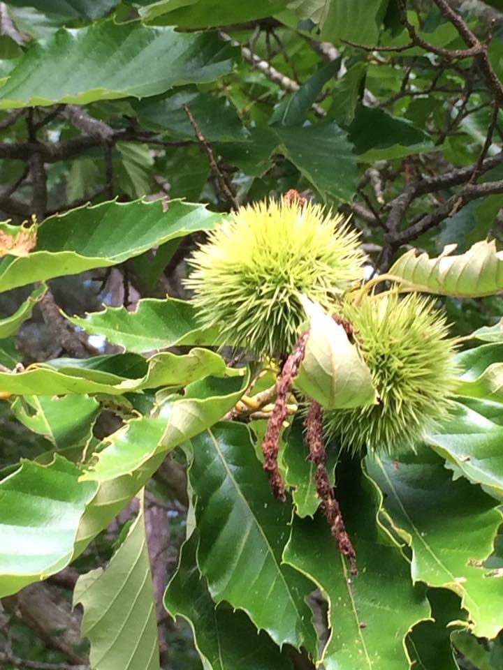 nut, Warren County, NC