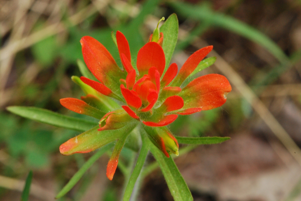 Castilleja coccinea