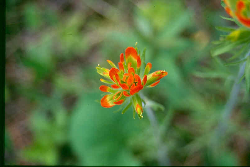 Castilleja coccinea