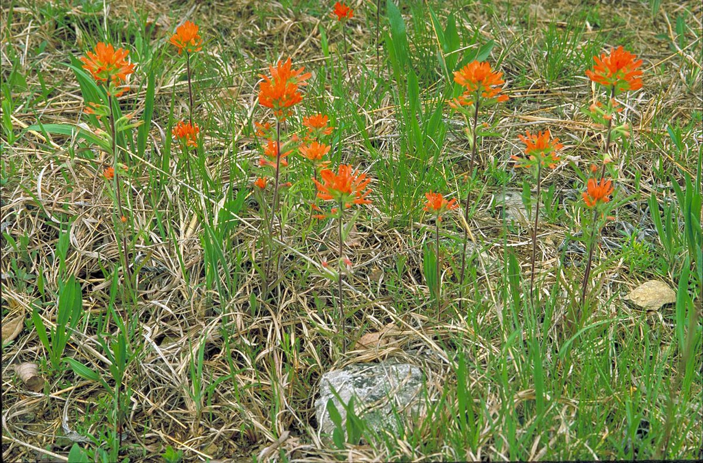 Castilleja coccinea