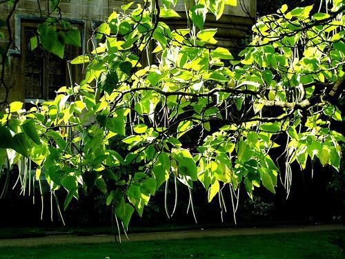 Catalpa bignonioides