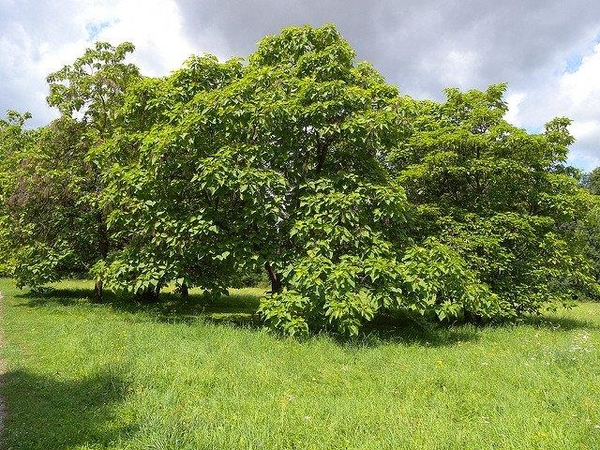 Catalpa bignonioides 