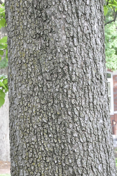 Catalpa speciosa