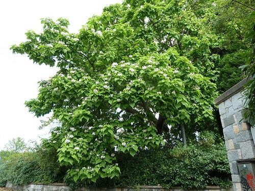 Catalpa speciosa