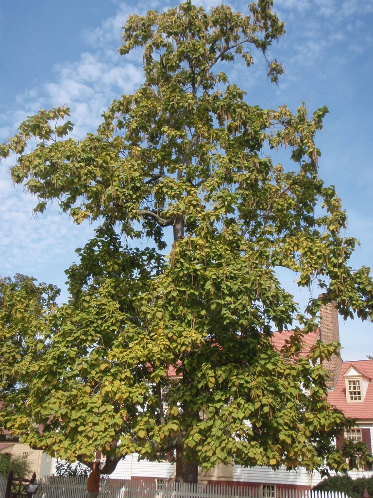 Catalpa bignonioides - seed pods on full tree