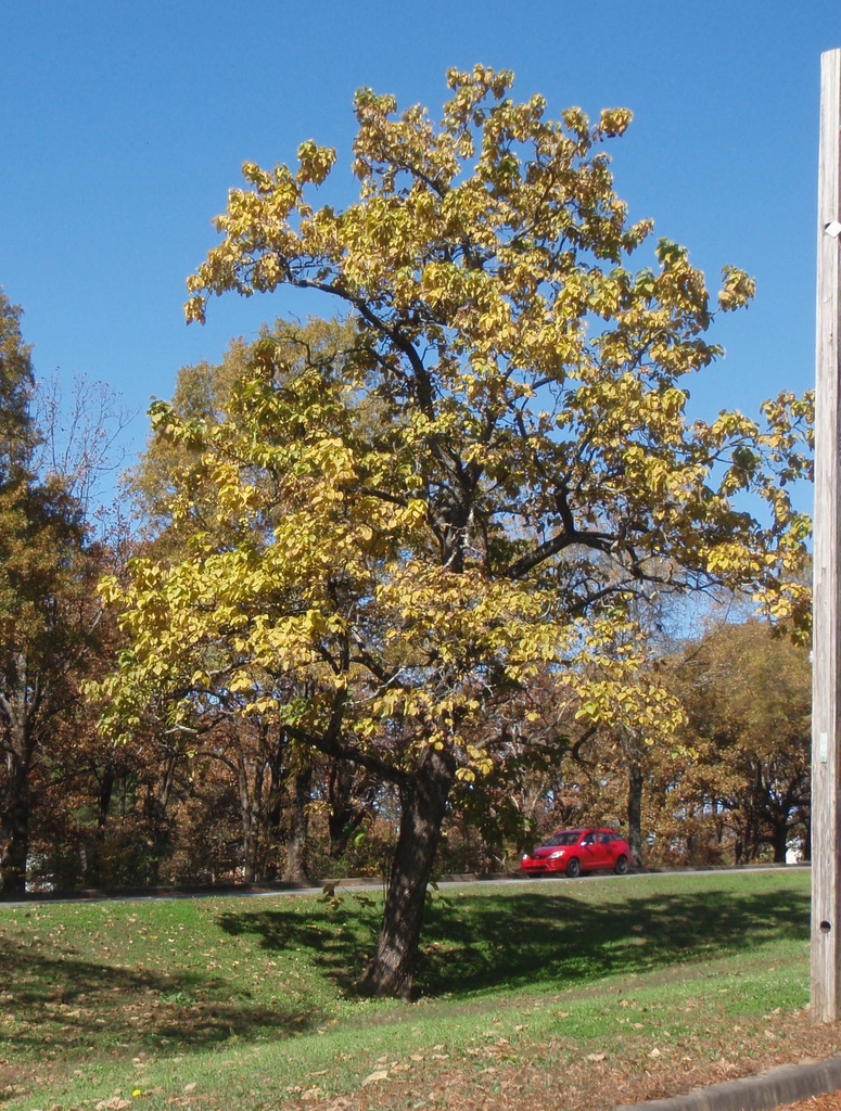 Catalpa bignonioides - fall color